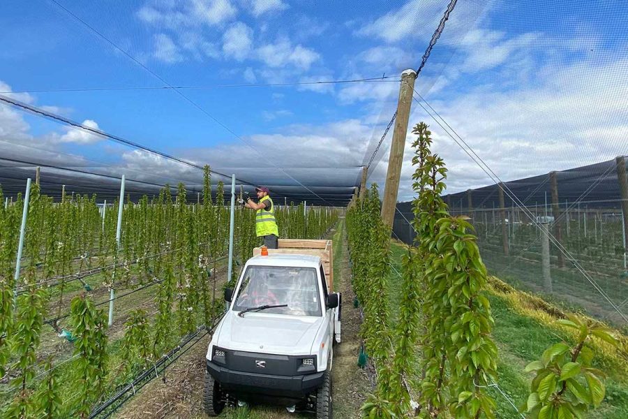 white Pickman electric mini truck in New Zealand orchard row with worker pruning